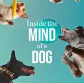 Inside the Mind of a Dog (2024)